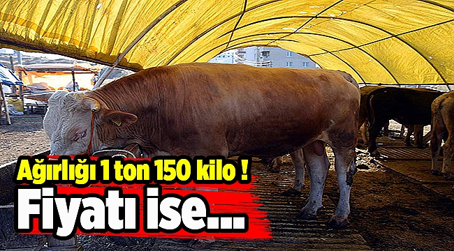 Ağırlığı 1 ton 150 kilo ! Fiyatı ise...