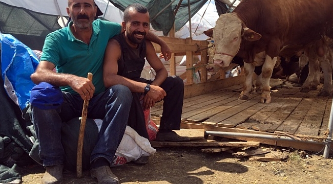 Atanamayan edebiyat öğretmeni kurbanlık satıyor