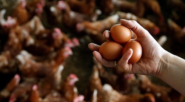 Avrupa'da böcek ilaçlı yumurta sıkandalı yayılıyor