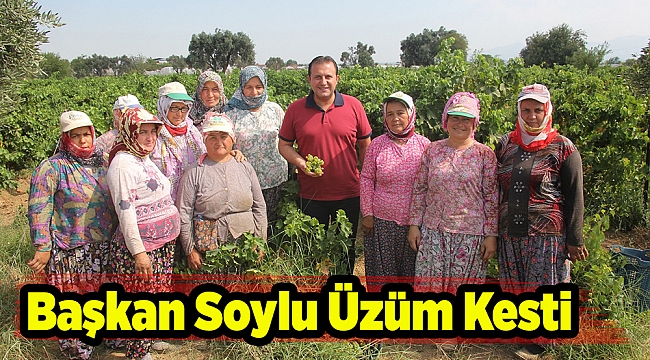 Başkan Soylu Üzüm Kesti