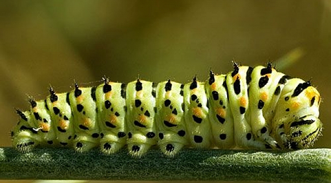 Böcekler mahalleyi istila etti!!!