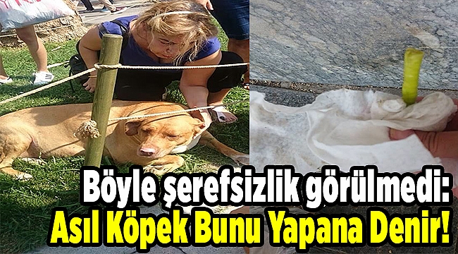 Böyle şerefsizlik görülmedi: Asıl Köpek Bunu Yapana Denir!