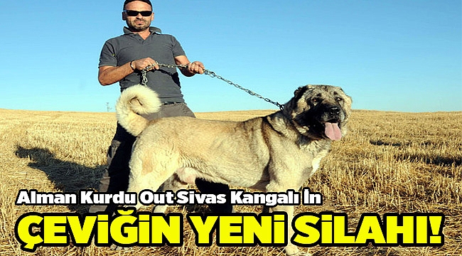 Çevik Kuvvet kangal köpekleriyle çalışacak