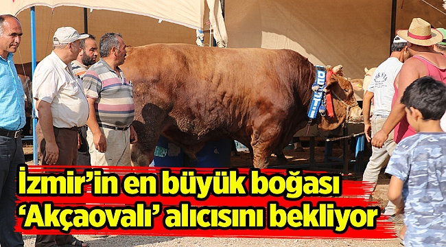 İzmir’in en büyük boğası ‘Akçaovalı’ alıcısını bekliyor
