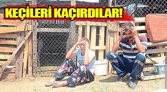 KEÇİLERİ KAÇIRDILAR!