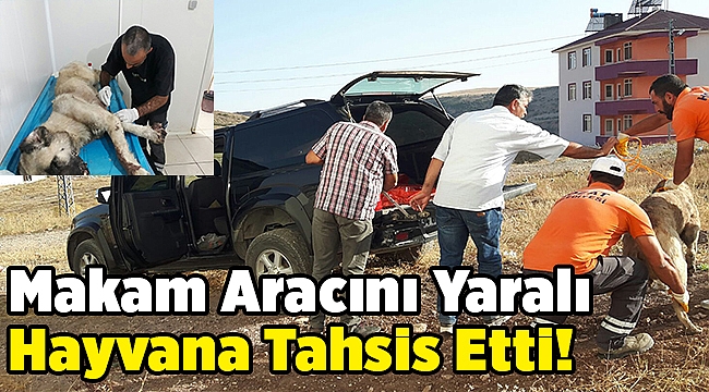 Makam Aracını Yaralı Hayvana Tahsis Etti!