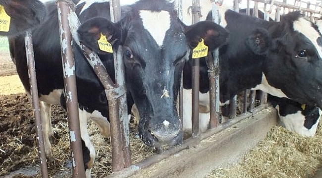 ‘Sahte pasaport’lu danalara dikkat!