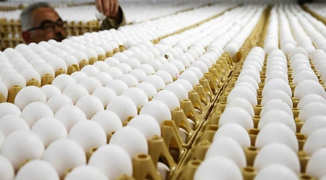 Türkiye’deki yumurtalar ‘temiz’ çıktı