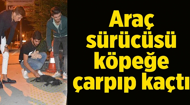 Araç sürücüsü köpeğe çarpıp kaçtı
