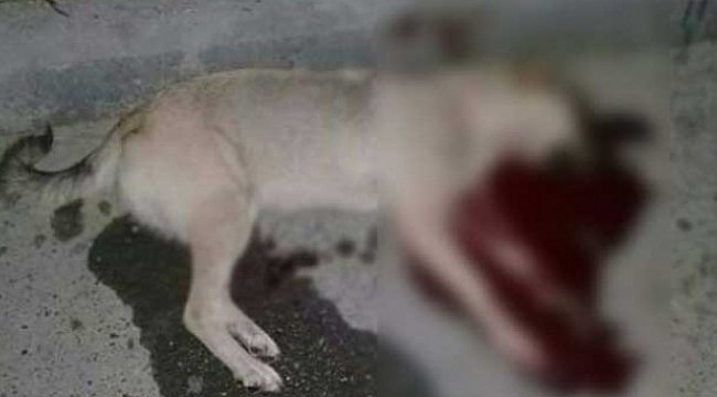 Azerbaycan'da büyük vahşet!