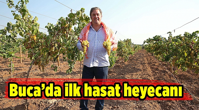 Buca’da ilk hasat heyecanı