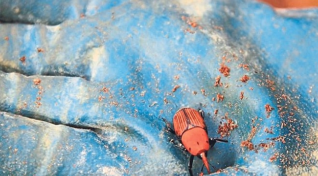 Çeşme’de palmiye katili alarmı