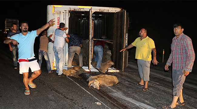 Hayvan yüklü kamyonda can pazarı yaşandı