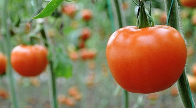 Rusya domates yasağını kaldıracak