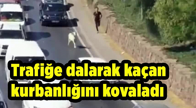 Trafiğe dalarak kaçan kurbanlığını kovaladı