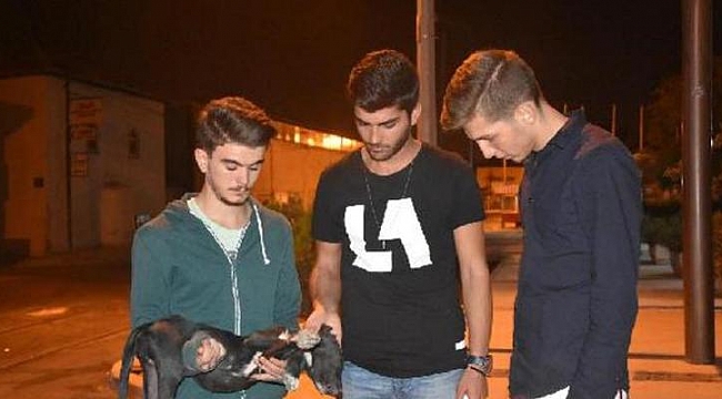 Yavru köpeğin üzerinden geçip, kaçtı