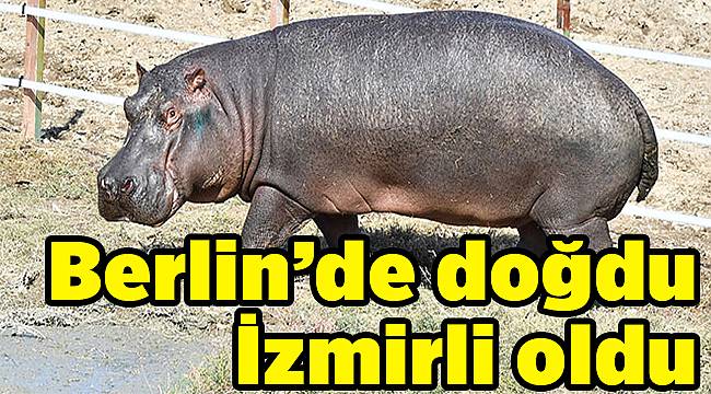 İzmir'e yeni su aygırı