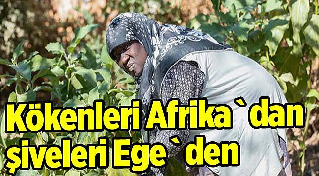 Kökenleri Afrika`dan şiveleri Ege`den