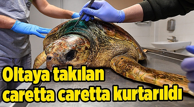 Oltaya takılan caretta caretta kurtarıldı