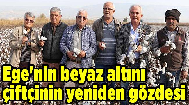 Ege'nin beyaz altını çiftçinin yeniden gözdesi