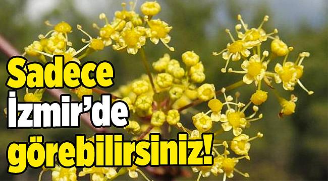 Sadece İzmir'de yetişen yeni bitki bulundu