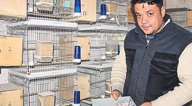 4 kilidi kırıp 200 kuşu çaldılar!