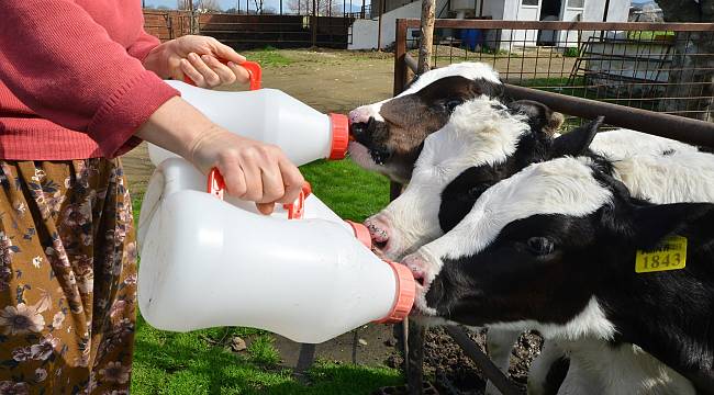 En mutlu süt üreticileri İzmir’de