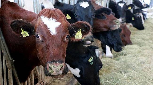 Kesilen her büyükbaş için 250 TL