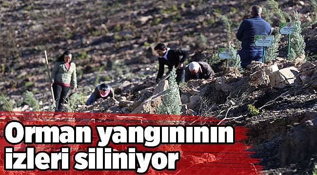 Orman yangınının izleri siliniyor