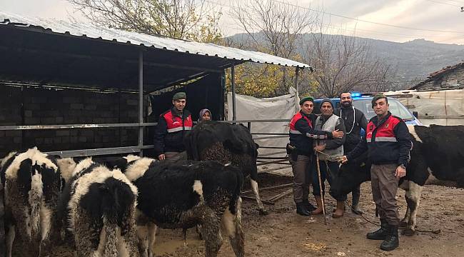 Hayvan hırsızı, jandarmadan kaçamadı