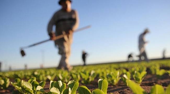 'İzmir'de 129 çeşit organik ürün üretiliyor'