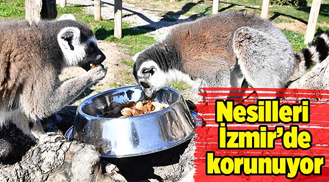 İzmir'in yaramaz lemurları