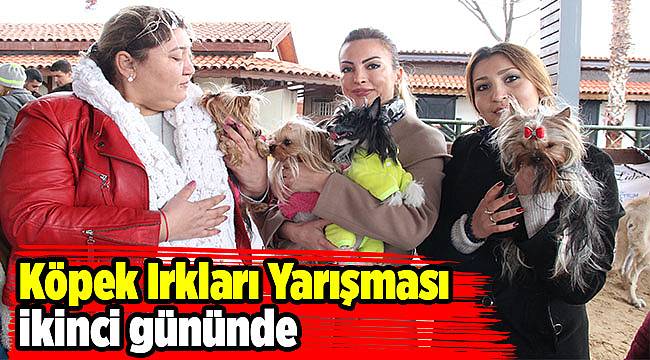Köpek Irkları Yarışması ikinci gününde