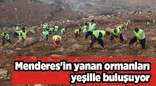Menderes&#039;in yanan ormanları yeşille buluşuyor