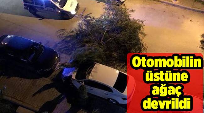Otomobilin üstüne ağaç devrildi