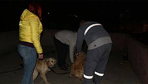 Köpeklerini kemerle döven şahıs gözaltına alındı