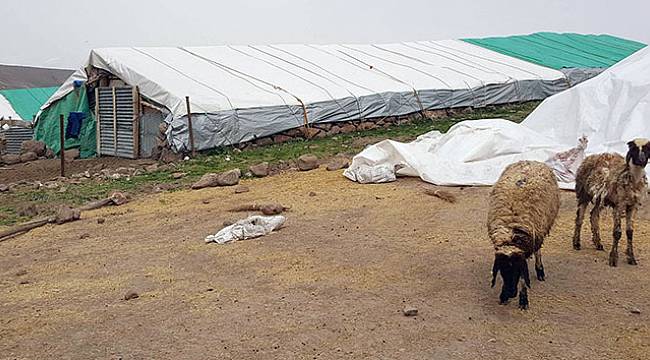 1 kedi, 14 koyunu telef etti