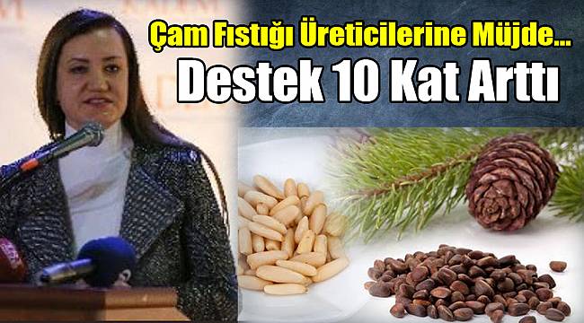 Çam Fıstığı Üreticilerine Müjde Destek 10 Kat Arttı
