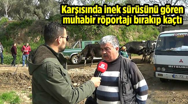 İnekler, gazeteciyi korkuttu