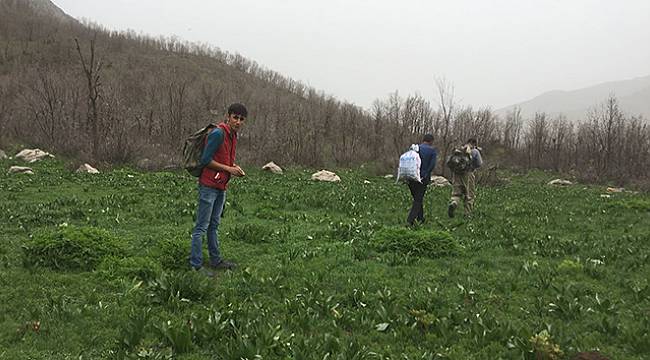 Şifalı ot için kilometrelerce yol yürüyorlar
