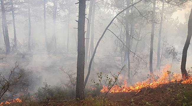 1 hektarlık orman kül oldu