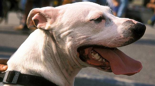 Almanya’da Türklere saldırı