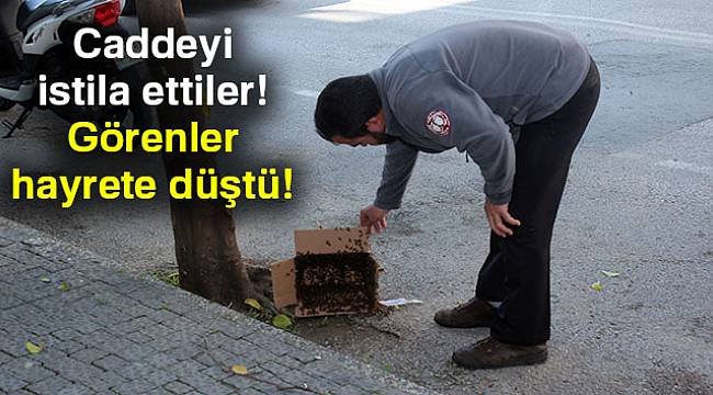 Arılar caddeyi istila etti
