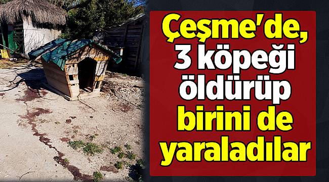 Çeşme'de, 3 köpeği öldürüp birini de yaraladılar