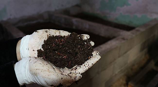 Evlerinin bodrumunda yetiştirdiği Kaliforniya solucanı geçim kapısı oldu