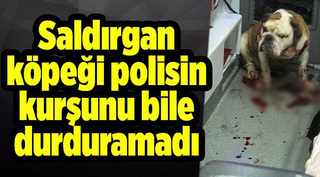 Saldırgan köpeği polisin kurşunu bile durduramadı