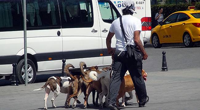 Taksim’de tedbir almadan köpekleri birbirine bağlayan vatandaş pes dedirtti
