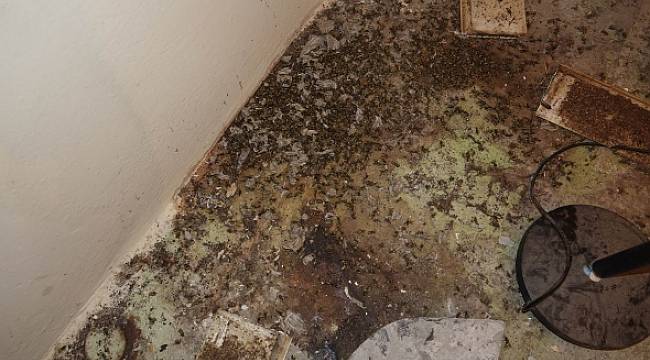 Vatandaşlar evlerine giremiyor... Kuşadası&#039;nda istila!