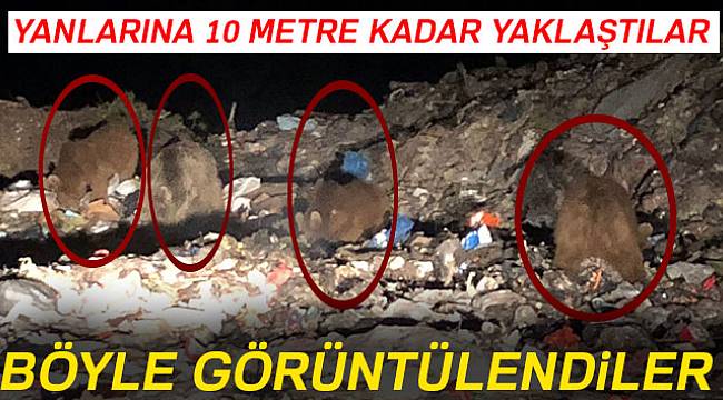 Yanlarına 10 metreye kadar yaklaştılar! Böyle görüntülendiler