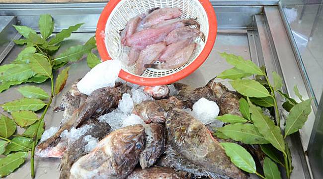 Dışı zehirli, içi lezzetli balık: İskorpit